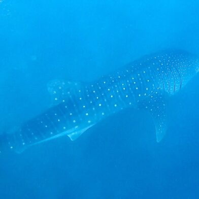 Šnorchlování Maledivy žralok
