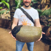 Ořech Coco de Mer Seychely