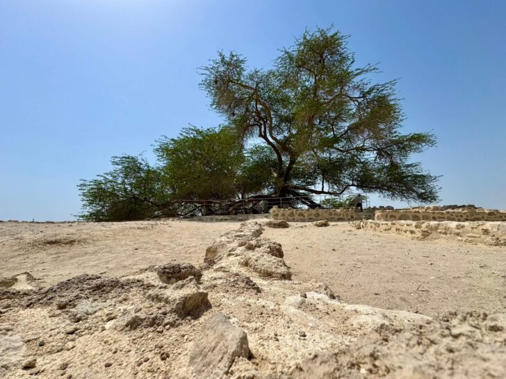 Tree of Life (Bahrajn co vidět)